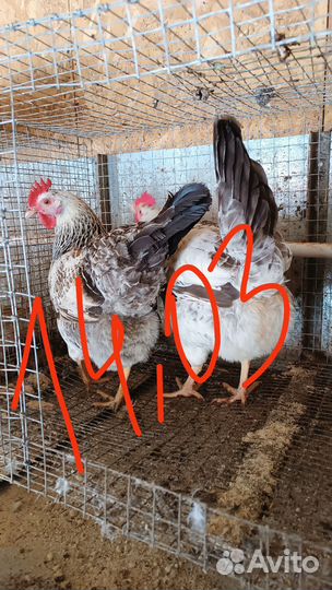 Яйцо на инкубацию несушки