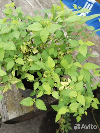 Спирея голден принцесс, серая, вейгела