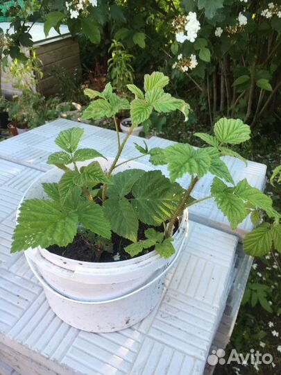 Малина красная. Саженцы