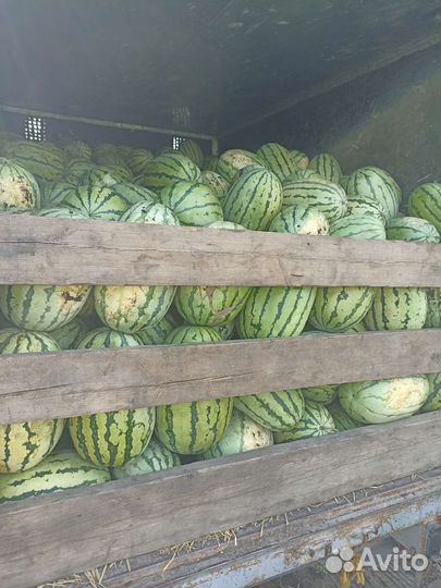 Арбуз оптом