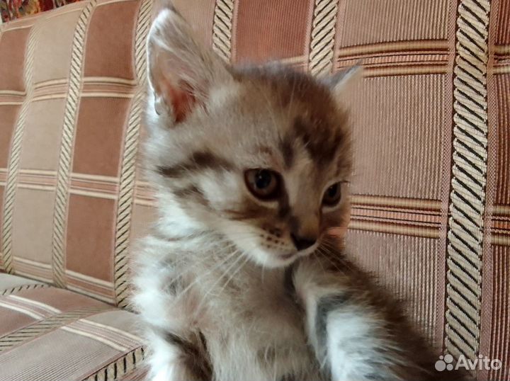 Котенок мальчик 2 месяца