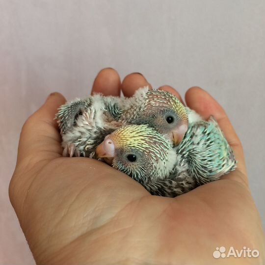 Ручные птенцы волнистых попугаев