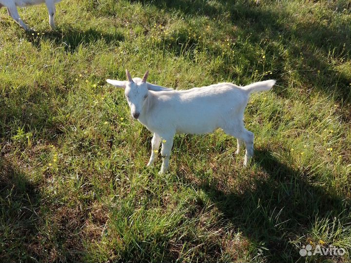 Козы, козлята