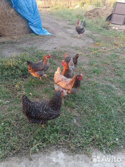 Куры несушки