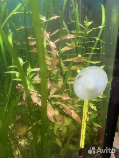 Растения прополка