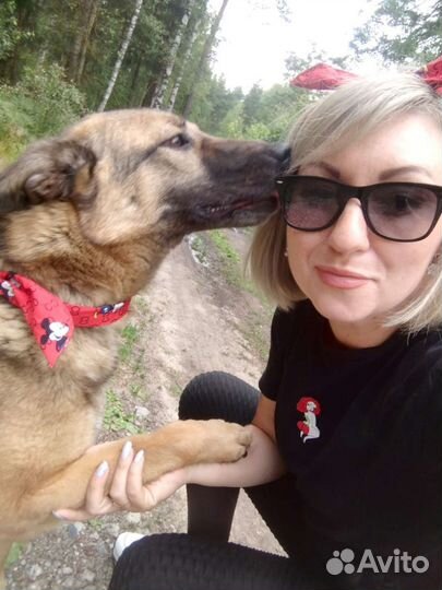 Замечательная Альма метис овчарки в приюте