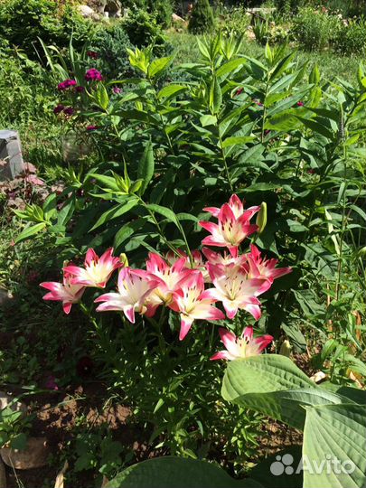 Садовые цветы