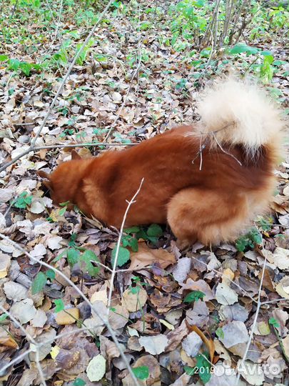 Вязка карело-финская лайка