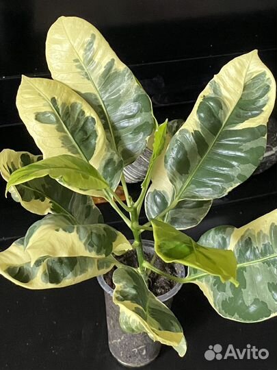 Кротон Эбернеум