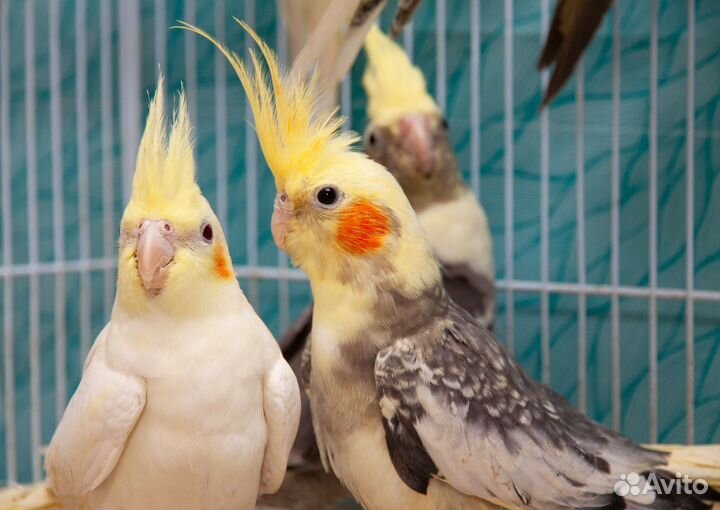 Попугай нимфа корелла малыши
