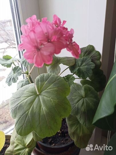 Пеларгония герань