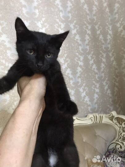 Кошки в дар
