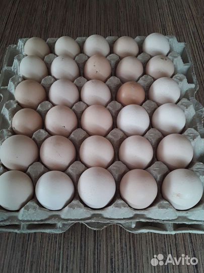 Инкубационное яйцо плимутрок