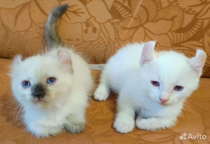 Котята :Кинкалоу, Бамбино, Эльф и Амер. Керл