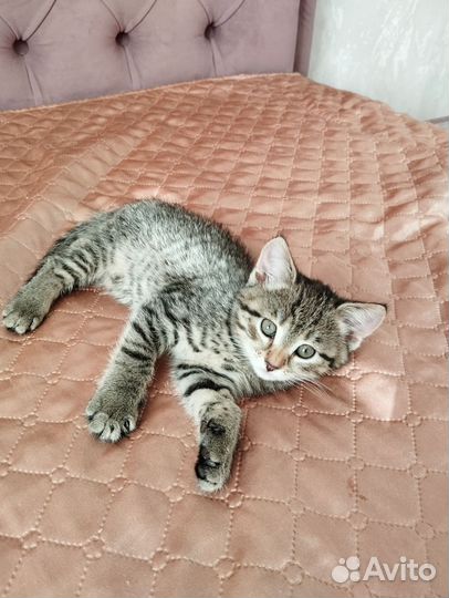 Котёнок