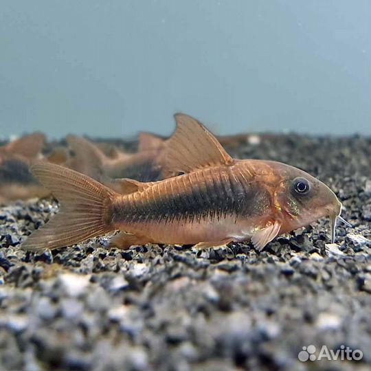 Аквариумные рыбки