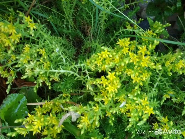 1.Ирисы,почвопокровные,подснежники,крокус, мускари