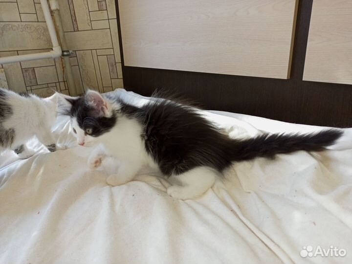 Котенок 2 месяца девочка