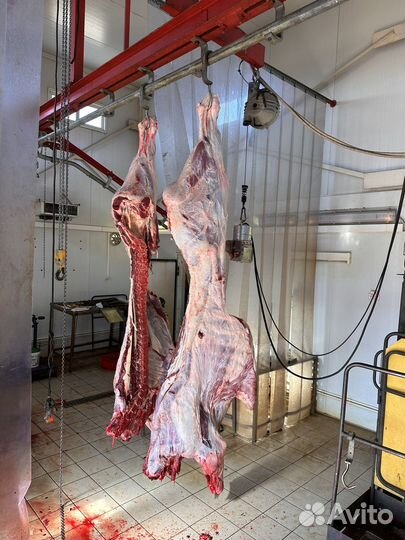 Мясо говядина,ребра,грудинка,мякоть,филе