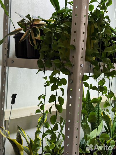 Дисхидия Ovata, Singularis