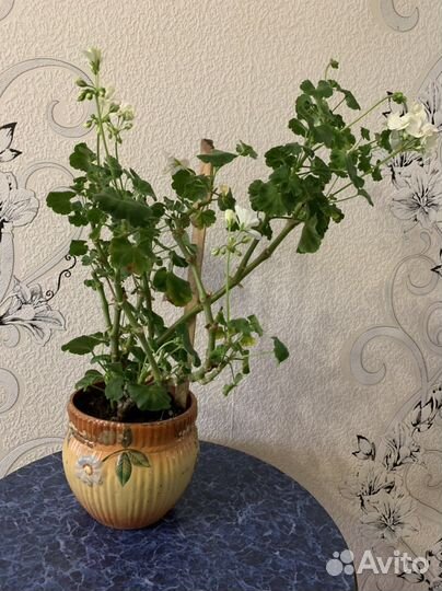 Пеларгония герань в горшке