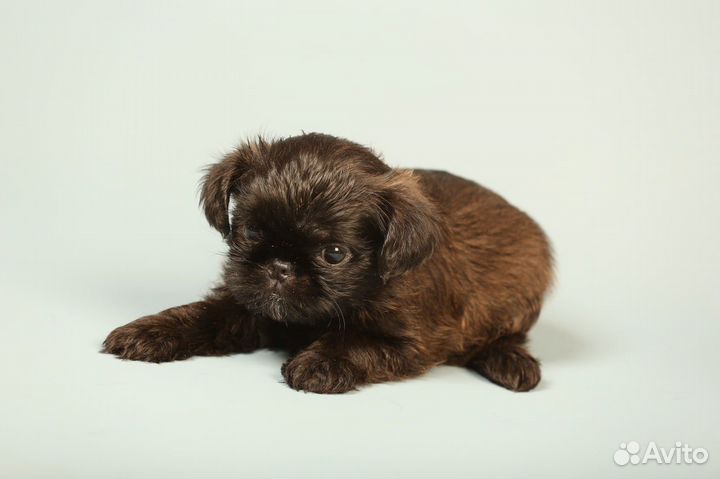 Гриффоны и Брабансоны