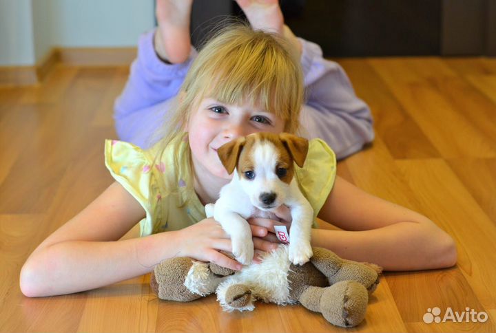 Джек рассел терьер щенки