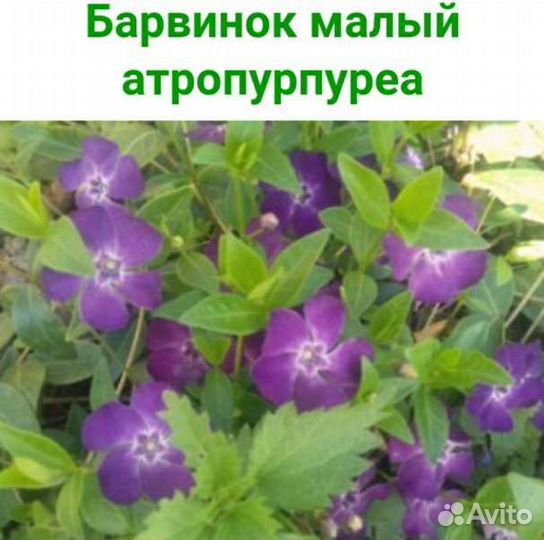 Сангвинария,барвинки,вербейники,арабис