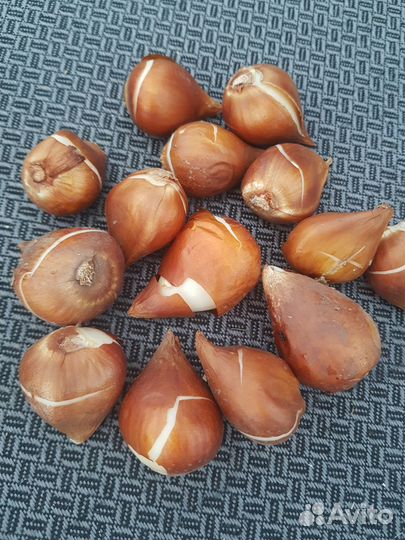 Луковицы тюльпанов для озеленения