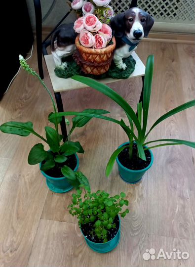 Цветы в горшках