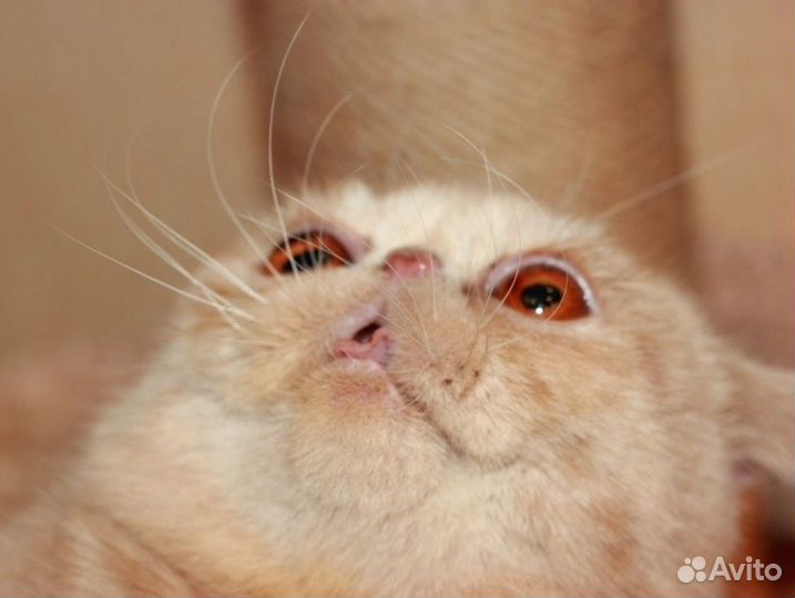 Экзотическая кошка