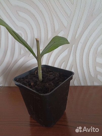 Продам цветы комнатные