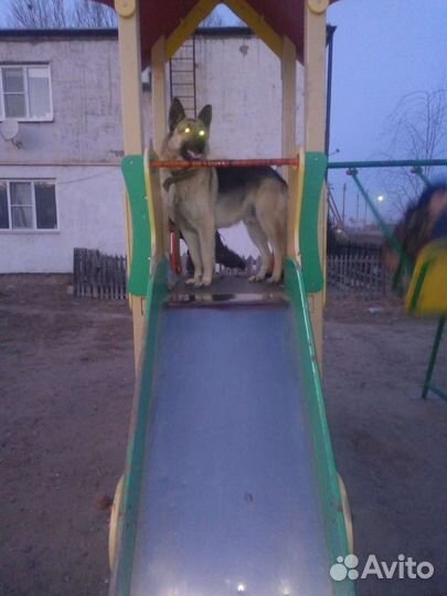 Овчарка (вязка)