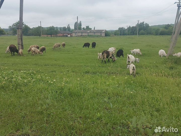 Овцы бараны ягнята