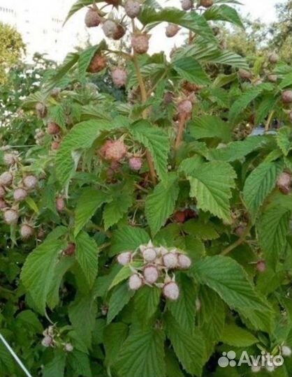 Малина сортовая