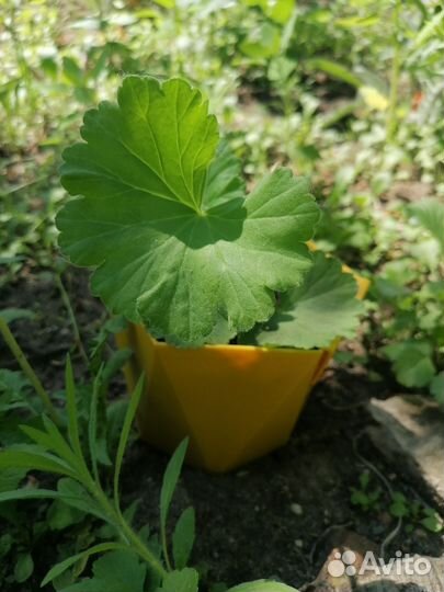 Герань пеларгония