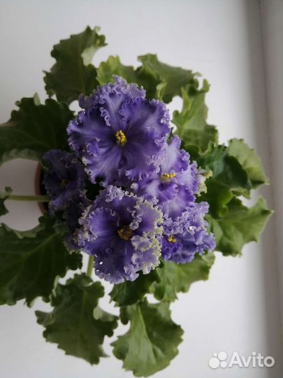 Сортовые фиалки