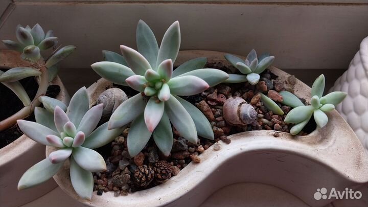 Суккуленты редкие много набор и штучно