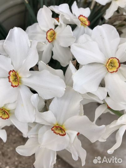 Нарциссы луковицы