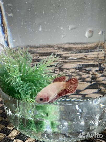 Рыба петушок