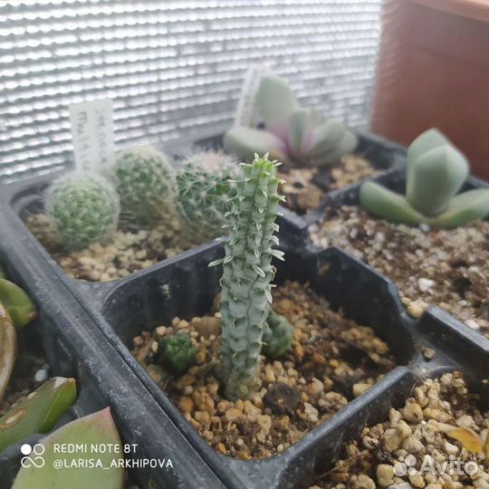 Суккуленты и другие растения 5