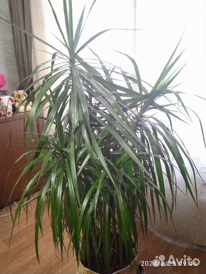 Драцена пальма 1,5 м