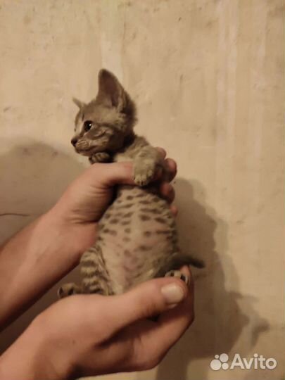 Канадский сфинкс мальчик и девочка