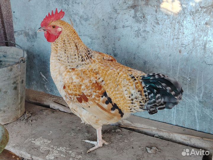 Молодые петухи