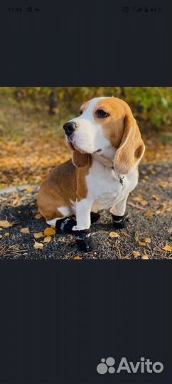 Обувь для собак мелких пород