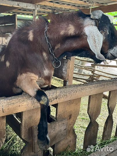 Англо нубийский козел