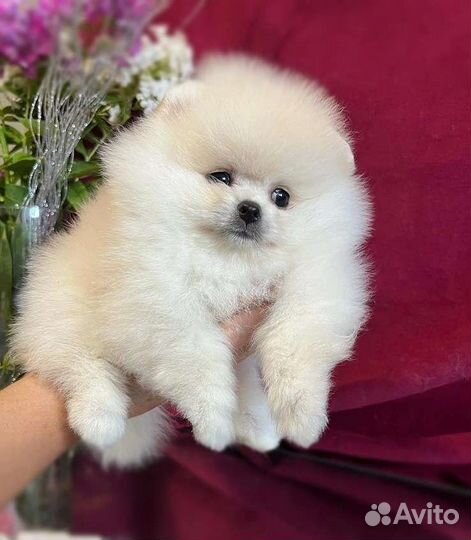 Померанский шпиц мини