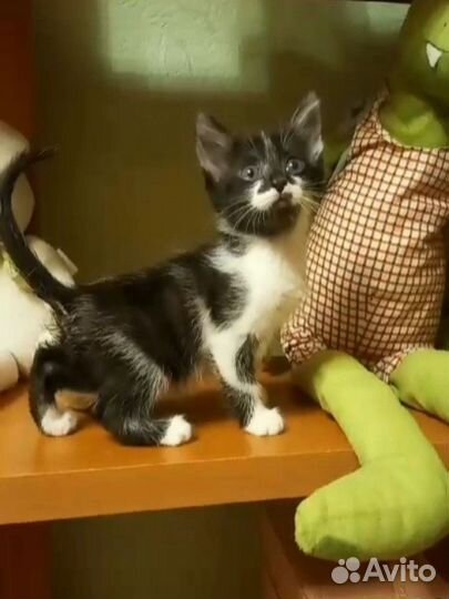 Котенок мальчик