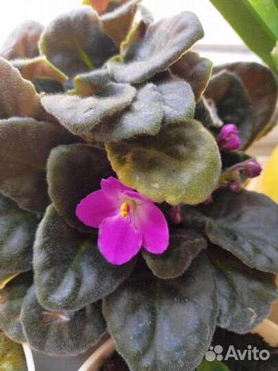 Сортовые фиалки, декор интерьера, подарок