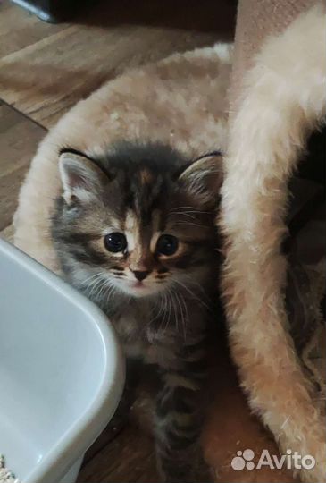 Кошка в дар